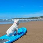 Can Dogs Go on Woolacombe Beach