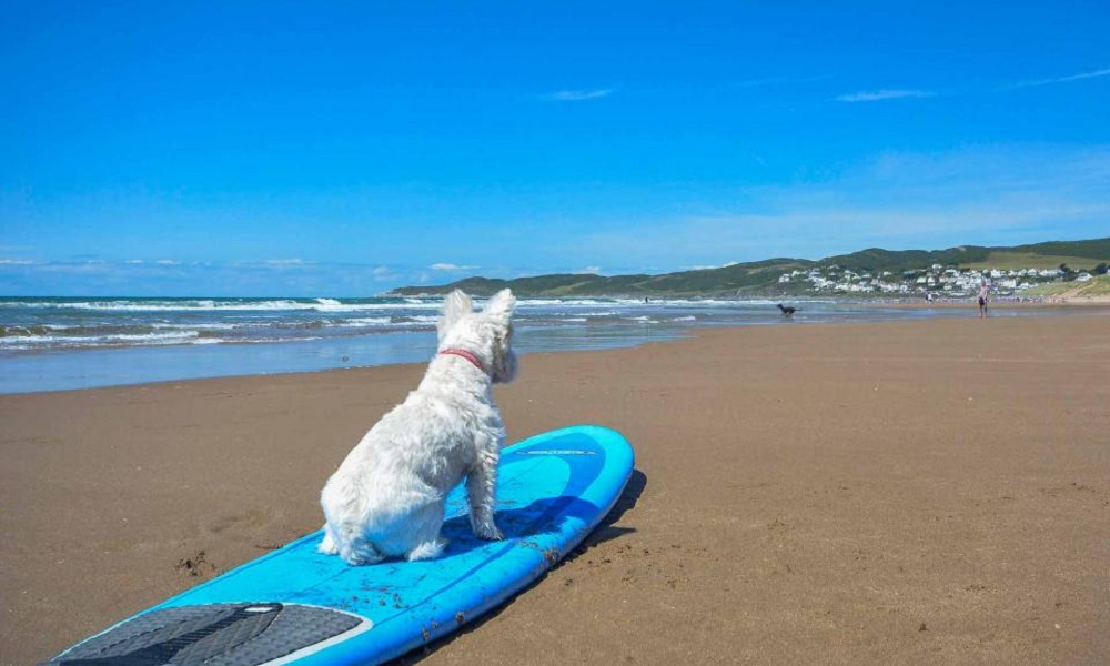 Can Dogs Go on Woolacombe Beach