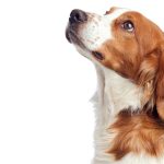 Can Dogs Look Up