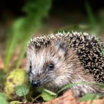 Can Hedgehog Spikes Hurt Dogs