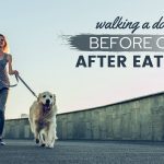 Can I Walk My Dog 30 Minutes After Eating