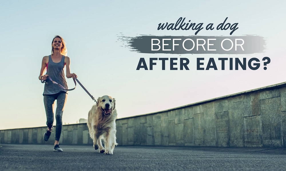 Can I Walk My Dog 30 Minutes After Eating