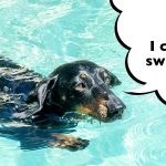 Can Sausage Dogs Swim