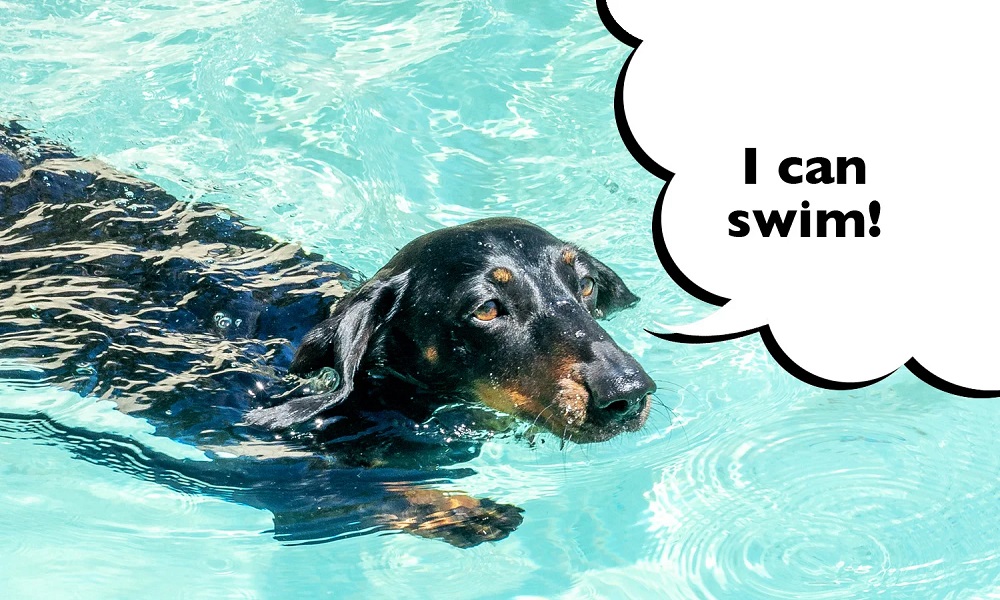 Can Sausage Dogs Swim