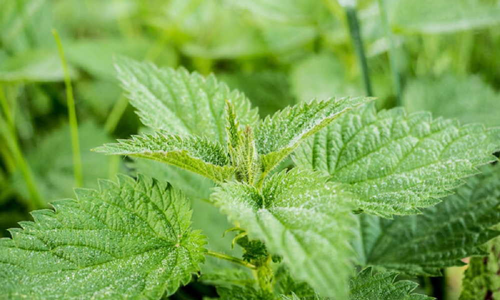 Can Stinging Nettles Kill Dogs