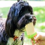 Can You Give Dogs Ice Lollies