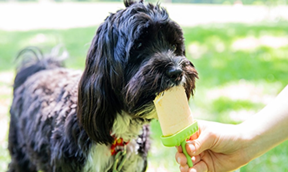 Can You Give Dogs Ice Lollies