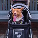 Can You Take Dogs to Bicester Village