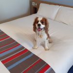 Do Travelodge Take Dogs