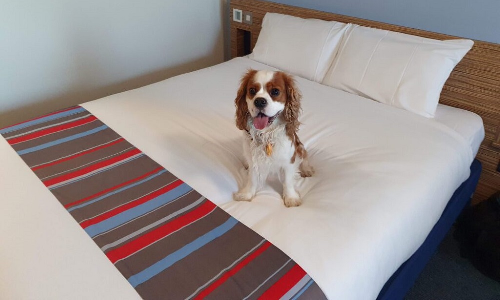 Do Travelodge Take Dogs