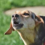 Does Dog Get Tired of Barking