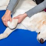 Do Dogs Have Knees