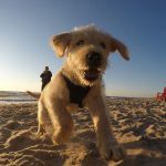 Haven Dog Friendly