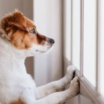 How Long Can You Legally Leave a Dog Alone Uk