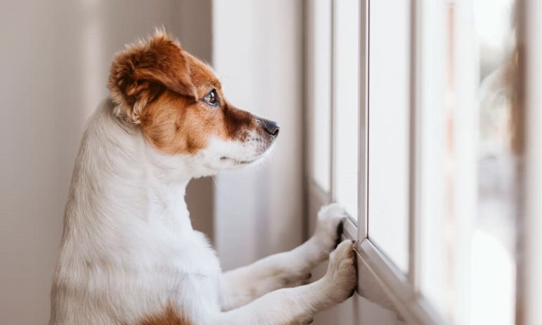 How Long Can You Legally Leave a Dog Alone Uk? – Pet Help Reviews UK