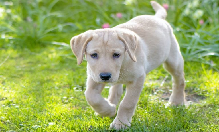How Much Calpol For 20Kg Dog Pet Help Reviews UK how-much-calpol-for-20kg-dog-pet-help-reviews-uk