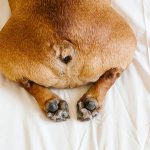 How Much Does It Cost to Express Dog Glands Uk