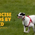 How Much Exercise Does My Dog Need Calculator