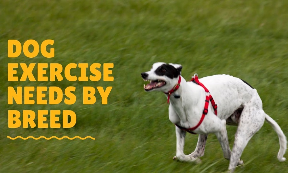 How Much Exercise Does My Dog Need Calculator
