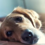 How Much Paracetamol for a 40Kg Dog