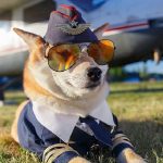 How Much to Fly a Dog from UK to Spain