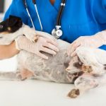 How Often to Use Hibiscrub on Dogs