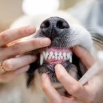 How to Soften Dog Tartar