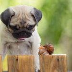 How to Stop Dog Eating Snails