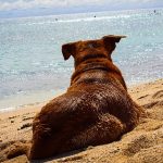 Is Chesil Beach Dog Friendly