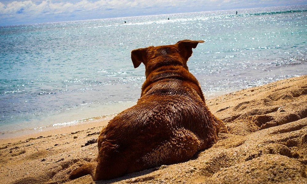 Is Chesil Beach Dog Friendly