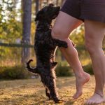Is Dog Mounting a Sign of Dominance