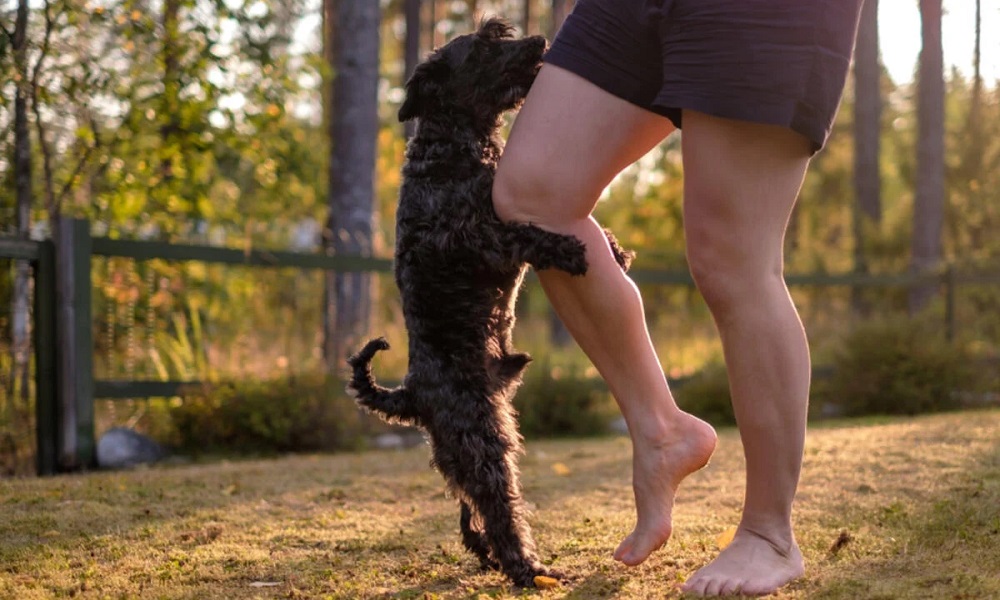 Is Dog Mounting a Sign of Dominance