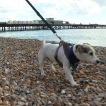 Is Hastings Beach Dog Friendly