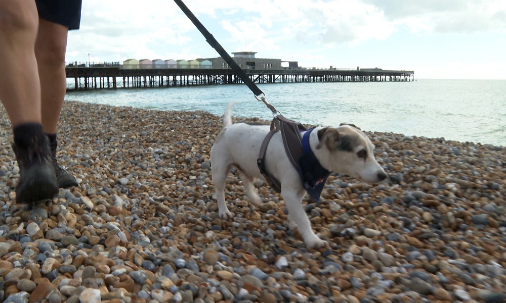Is Hastings Beach Dog Friendly