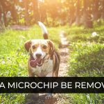 Is It Legal to Remove a Microchip from a Dog