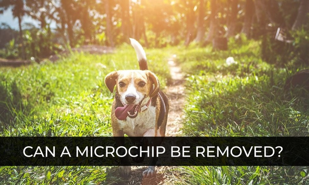 Is It Legal to Remove a Microchip from a Dog
