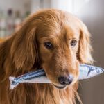 Is Mackerel Good for Dogs