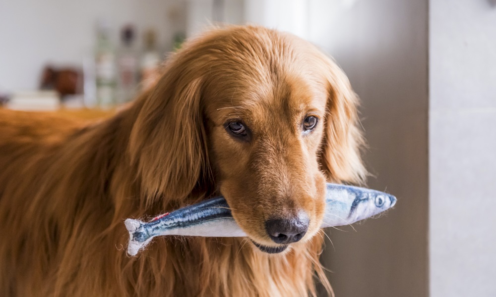 Is Mackerel Good for Dogs