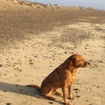 Is Southwold Beach Dog Friendly