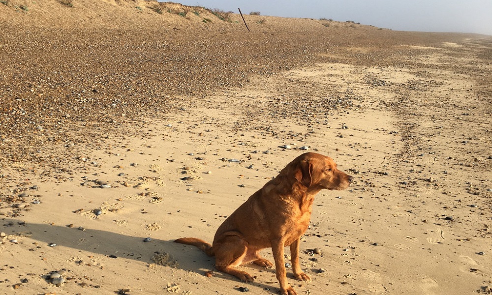 Is Southwold Beach Dog Friendly