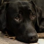Is Sudocrem Safe for Dogs