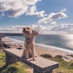 Is Whitsand Bay Dog Friendly