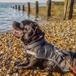 Is Whitstable Beach Dog Friendly