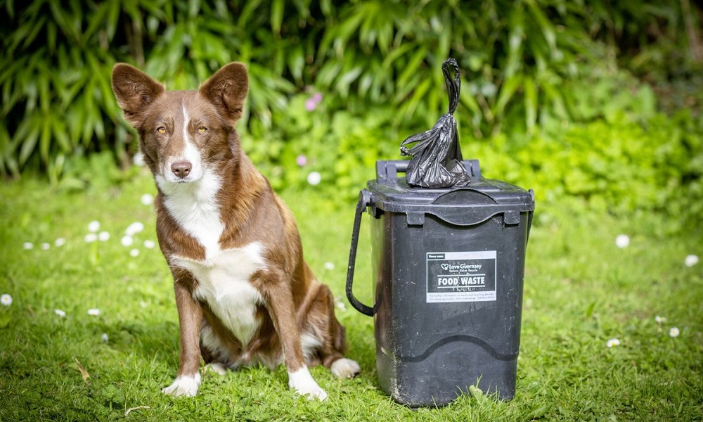 What Bin Does Dog Poo Go in Uk