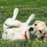 What Should I Do If My Dog Eats Fox Poo