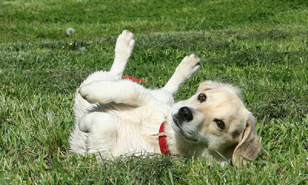 What Should I Do If My Dog Eats Fox Poo