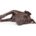 When is Dog Diarrhea an Emergency