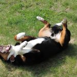 Why Dogs Roll in Fox Poo