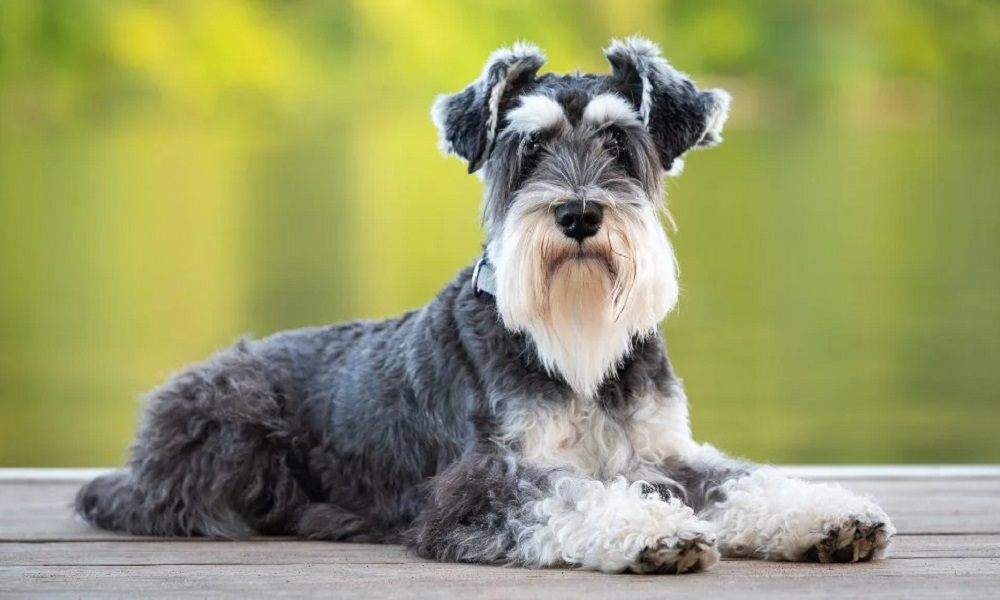 Why Schnauzers are the Worst Dogs