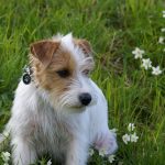 What Can I Give My Dog for Hayfever